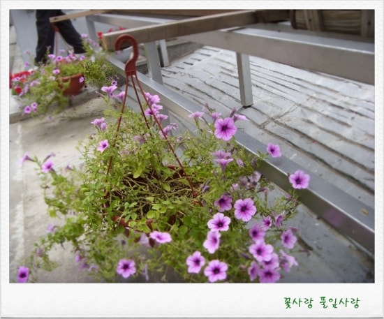 성심조경 이미지