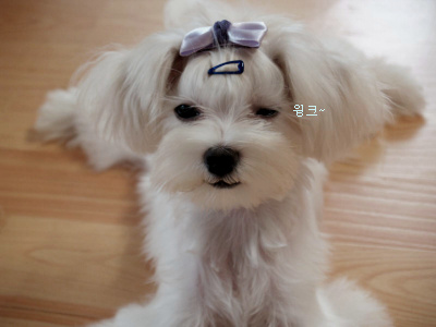 비비어 이미지