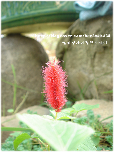 천사의정원 이미지