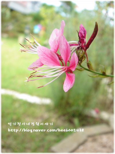 천사의정원 이미지