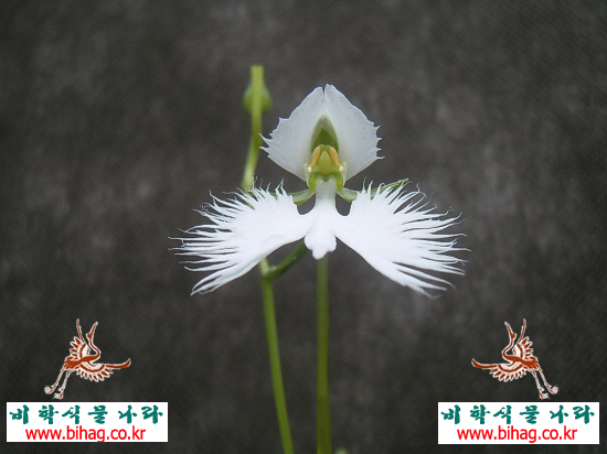 식물나라 이미지