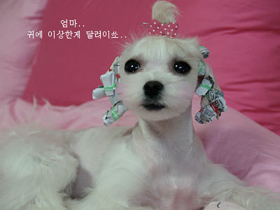 비비어 이미지