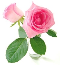 RoseDay 이미지