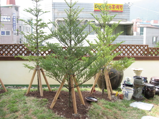 아림조경 이미지