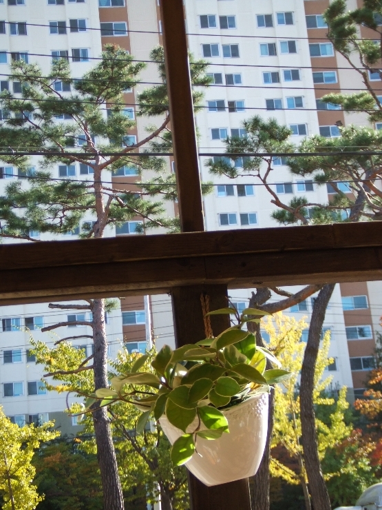 들깨나들이 이미지