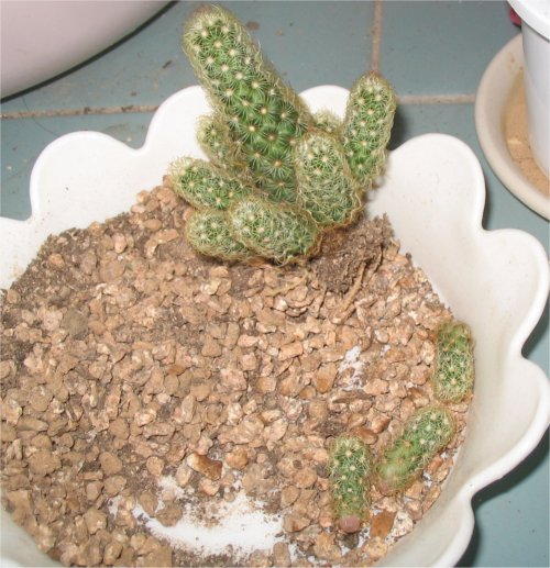 황금사 이미지
