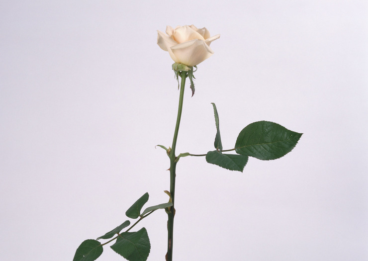 백장미 이미지