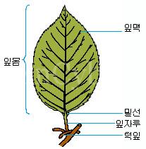 외떡잎식물,쌍떡잎식물 비교 : 네이버 블로그