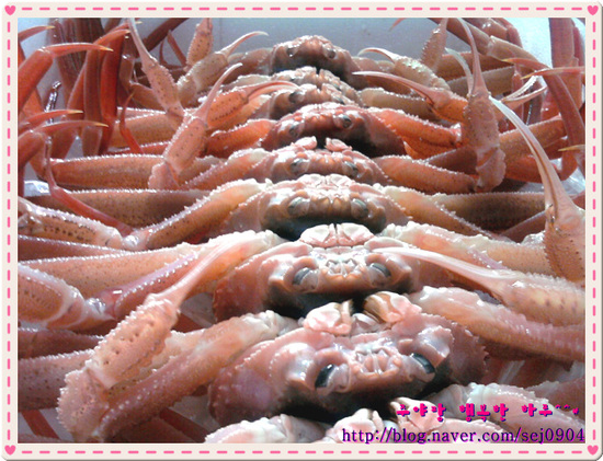 주야네 이미지