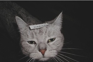 태륜 이미지