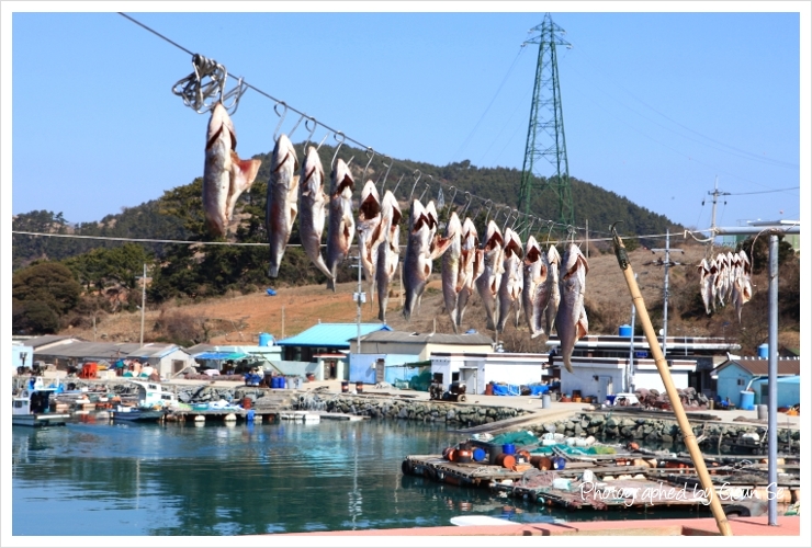 순천대물낚시 이미지