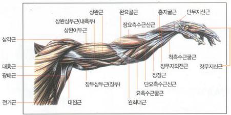 팔의 골격과 근육 : 네이버 블로그