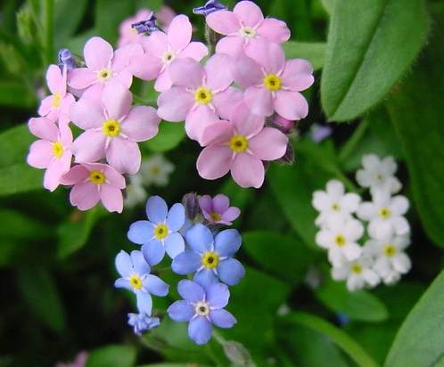 물망초forgetmenot 이미지