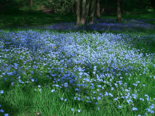 물망초forgetmenot 이미지