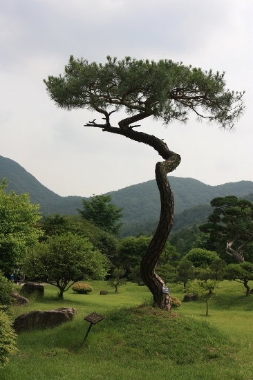 한국소나무집 이미지