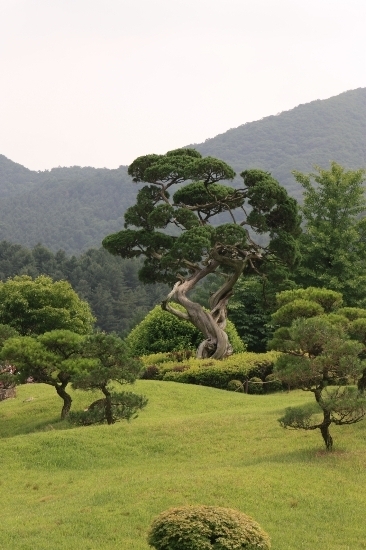 한국소나무집 이미지
