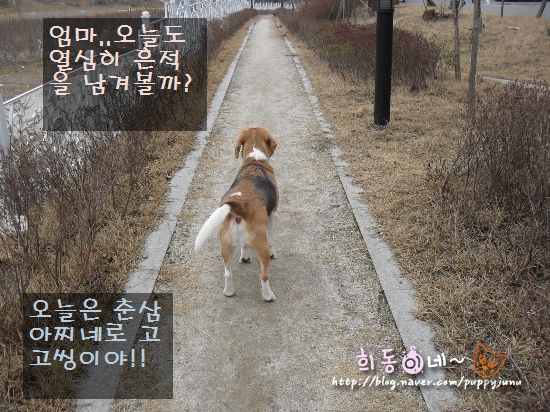 누렁송아지 이미지