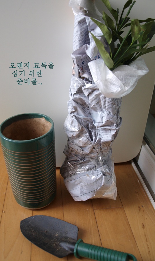 이벤트오렌지나무 이미지