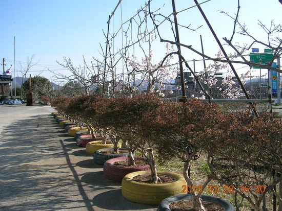 낙안카센타 이미지