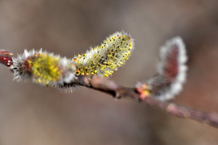 용화산막국수 이미지