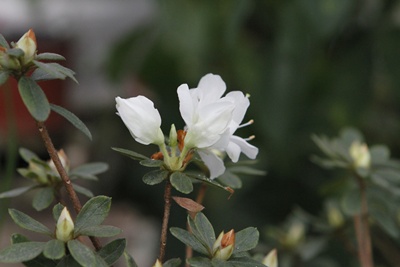 동산화원 이미지