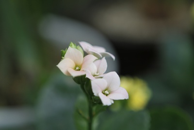 동산화원 이미지