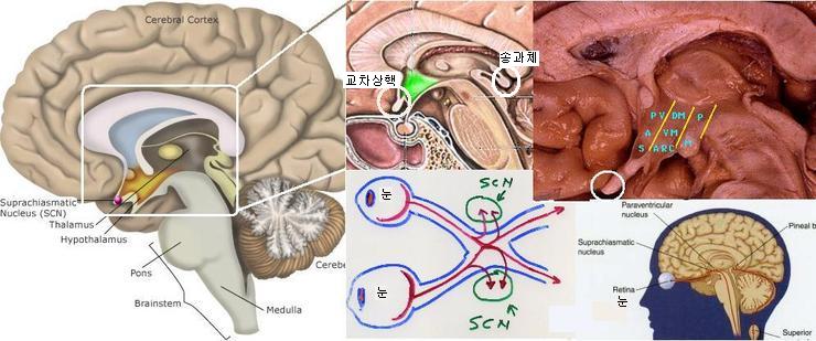 송과선(송과체) Pineal Gland : 네이버 블로그 송과선(송과체) Pineal Gland : 네이버 블로그
