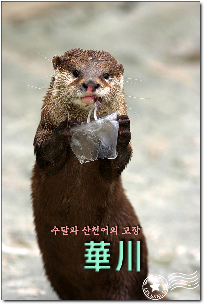 수달레져 이미지
