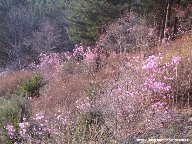개나리민박 이미지