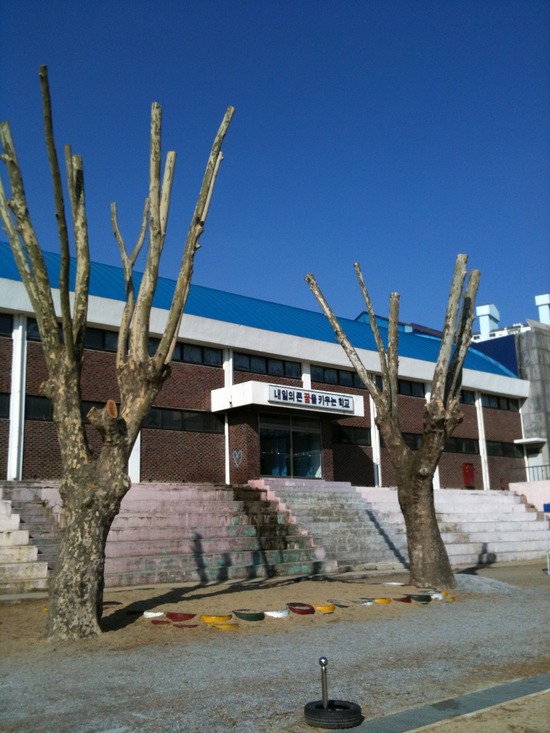 플라타너스 이미지