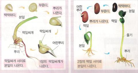 4학년 과학 3단원 - 식물의 한살이 : 네이버 블로그 4학년 과학 3단원 - 식물의 한살이 : 네이버 블로그