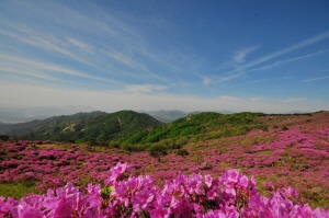 철쭉민박 이미지