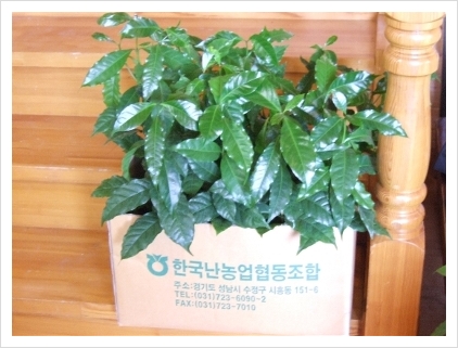 커피열매상자 이미지
