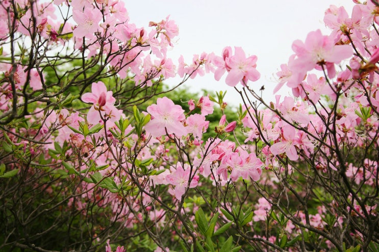 산철죽 군락지 이미지