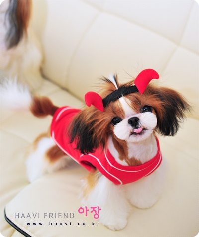 콩이 이미지