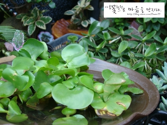 아름꽃화원 이미지