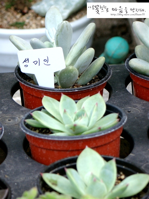 아름꽃화원 이미지