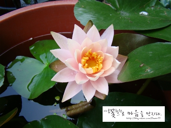 아름꽃화원 이미지