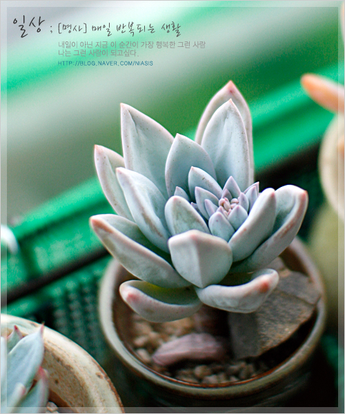 화이트상조 이미지