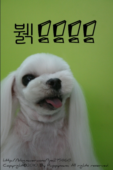 몽퍼피 이미지