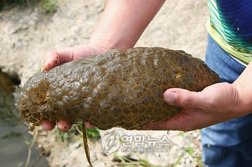 크리빗 이미지