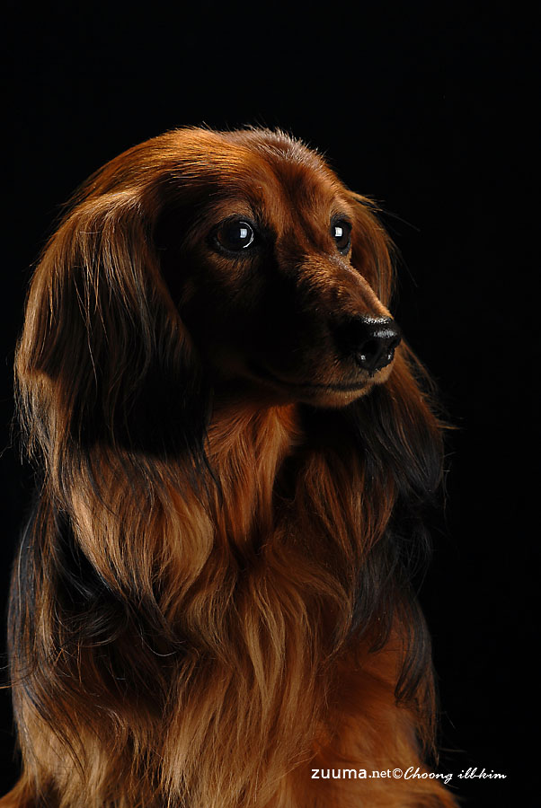 닥스훈트(DACHS HUND) 이미지