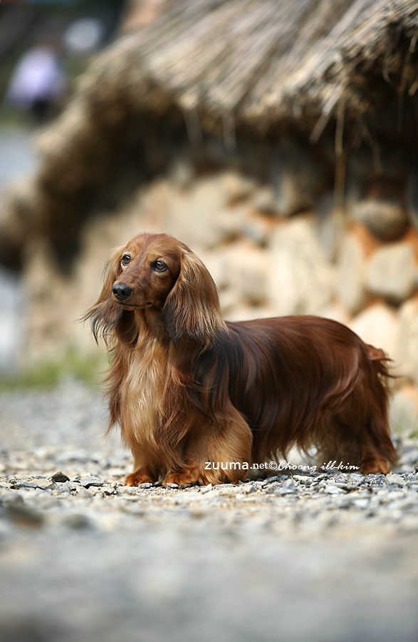 닥스훈트(DACHS HUND) 이미지