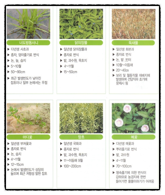 한국의 잡초도감 (주요잡초 48종) : 네이버 블로그