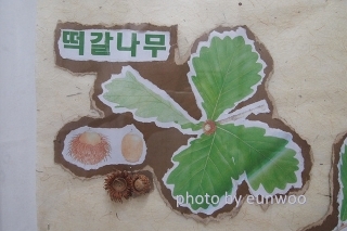 참나무 3형제 이미지