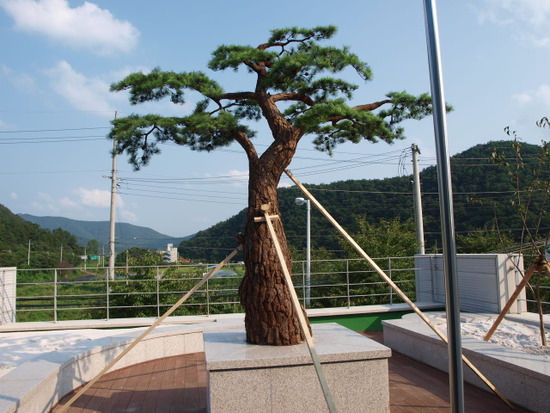 소나무회관 이미지