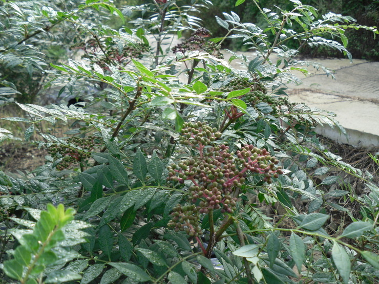 주신농산(주) 이미지