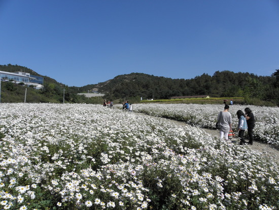 금산홍삼랜드 이미지