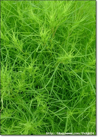마당쇠 빗자루 이미지