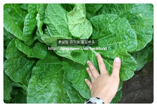 흙살림푸드 이미지